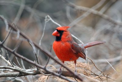 Cardinal Perdenales3798fix800.jpg