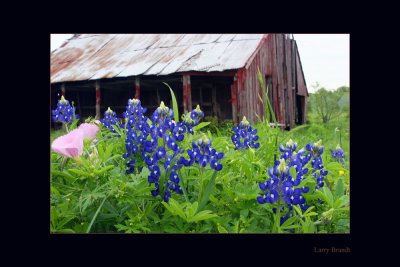 2180 Mpix1000.jpg