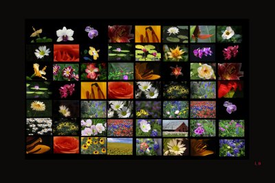 Flower Poster1000.jpg