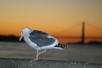 Seagull Golden Gate.IMG_3502fix800.jpg