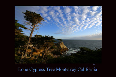 Lone Cypress Poster .jpg