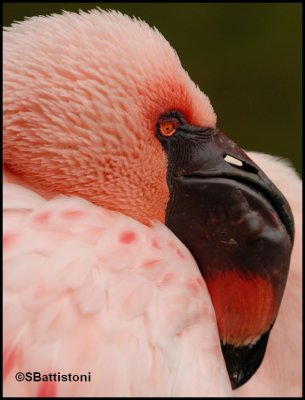 Flamingo044.tif