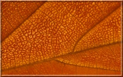 LeafTexture13.jpg