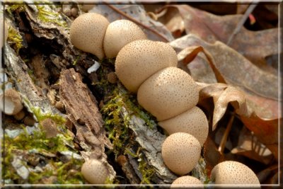 Puffballs39.jpg