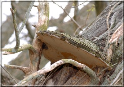 LargePolypore103.JPG