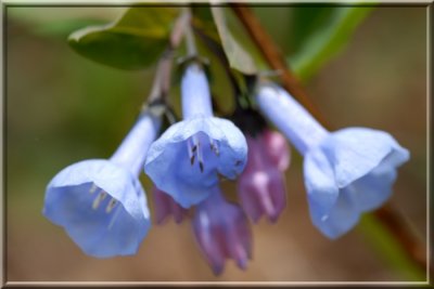 BlueBells88.JPG