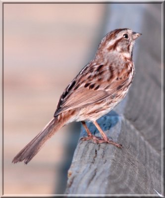 Sparrow019.jpg
