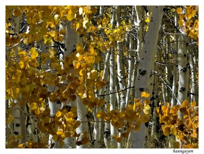 Yellow leaves