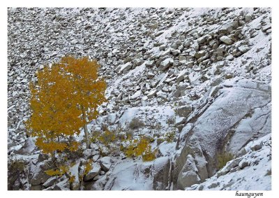 White & Yellow
