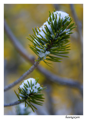 Early Autumn snow