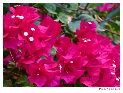 Bougainvillier-05w.jpg