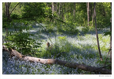 Myosotis-07w.jpg
