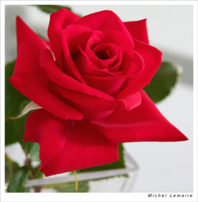 Rose-12w.jpg