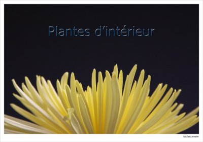 Chrysanthme-01w.jpg