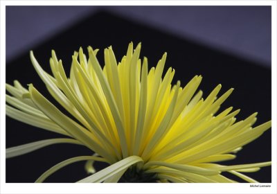 Chrysanthme-02w.jpg