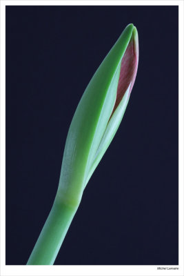Tulipe-02w.jpg