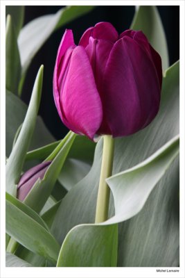 Tulipe-01w.jpg