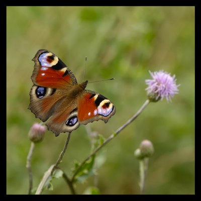 Butterflies 2009