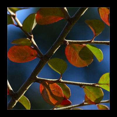  Leaves 2007