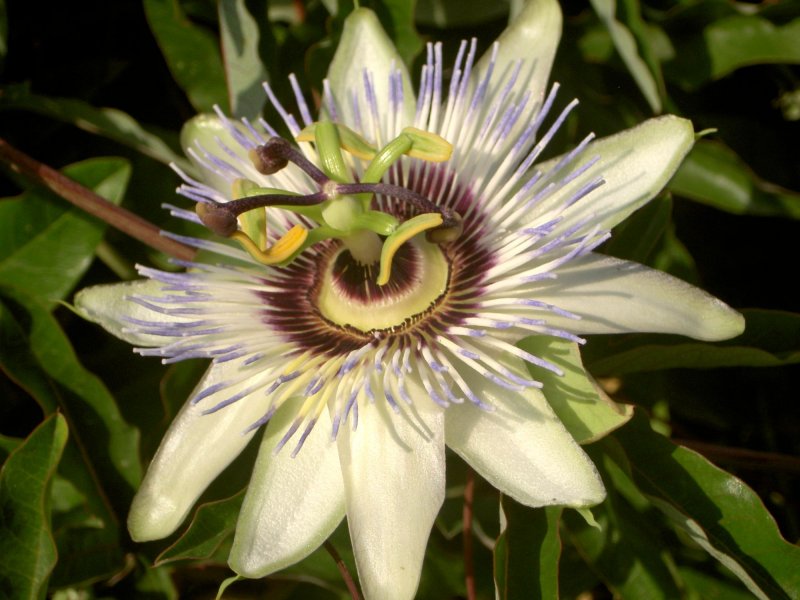 BLUE PASSION FLOWER