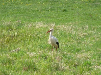 STORK IN THE GRASS