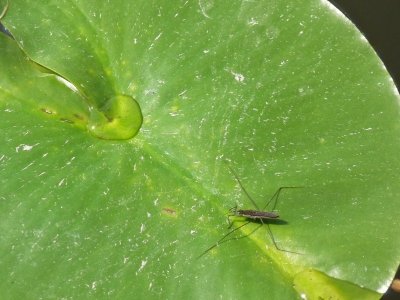 WATER STRIDER