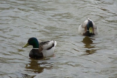 DUCKS