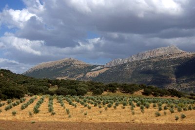 olive orchards