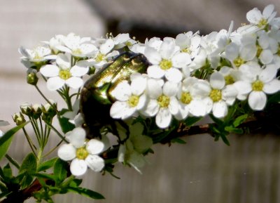 ROSE CHAFER (CETONIA AURATA)