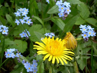 DANDYLION  & FORGET-ME-NOTS