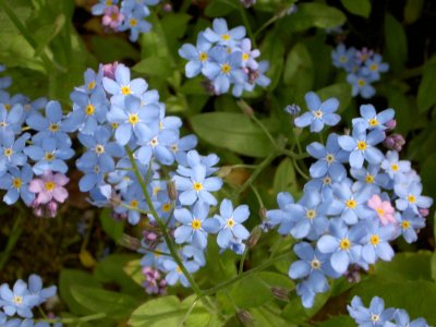 FORGET-ME-NOTS