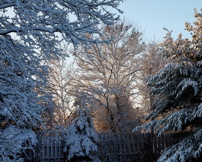 First snow, Morning After