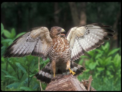 Broadwing Hawk.