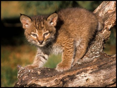 Bobcat Kitten