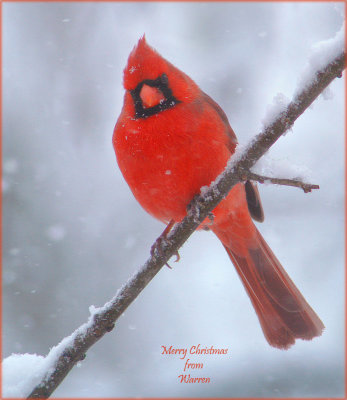 Christmas Cardinal.jpg