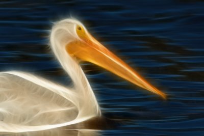 modified pelican 1.jpg