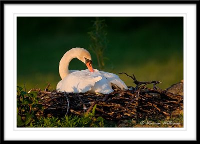 swan on nest