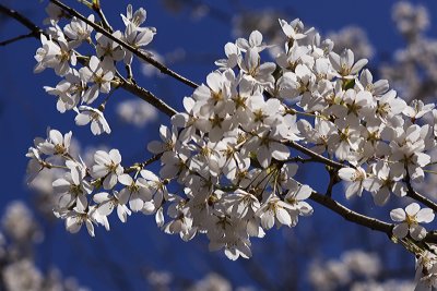 cherry blossoms.jpg