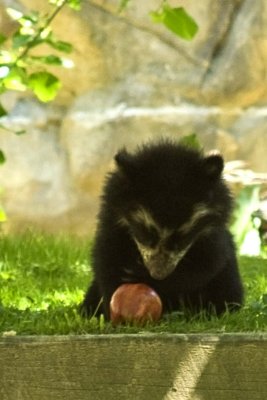 andean_bear_cubs
