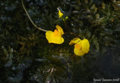 Utricularia australis