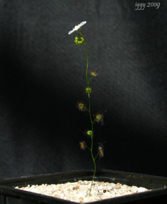 Drosera radicans