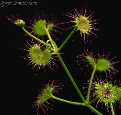 Drosera porrecta Northern form