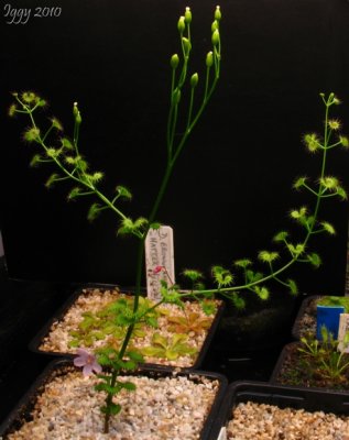 Drosera porrecta Northern form
