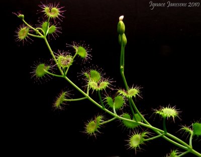 Drosera porrecta Northern form