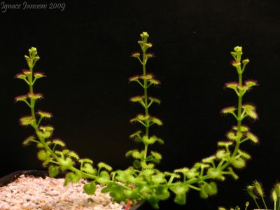 Drosera aff. stolonifera mini hills form