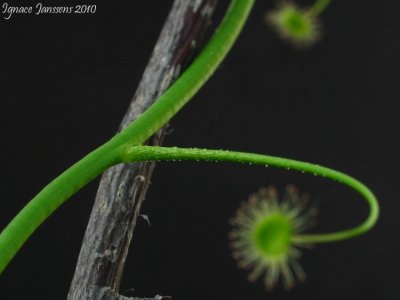 Drosera pallida Type,northern woodlands form