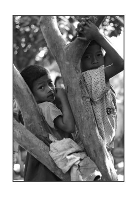 2 boys in tree, Cambodian countryside