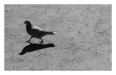 Pigeon, Kamakura