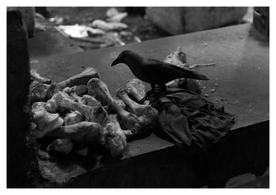 Crow and bones