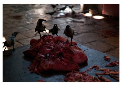 Crows and offal